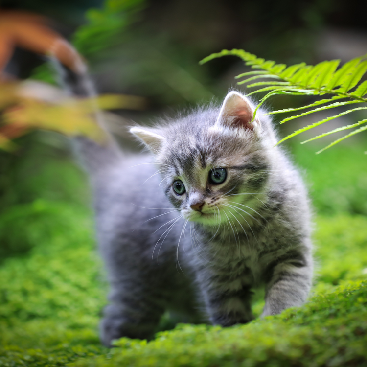 Gatti