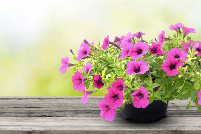 Fiori