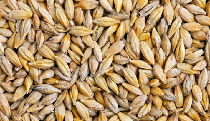 Orzo