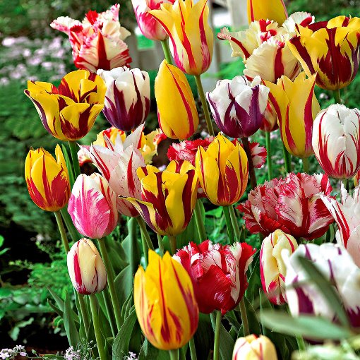 Tulipani Rembrant Mixed - 5 pezzi