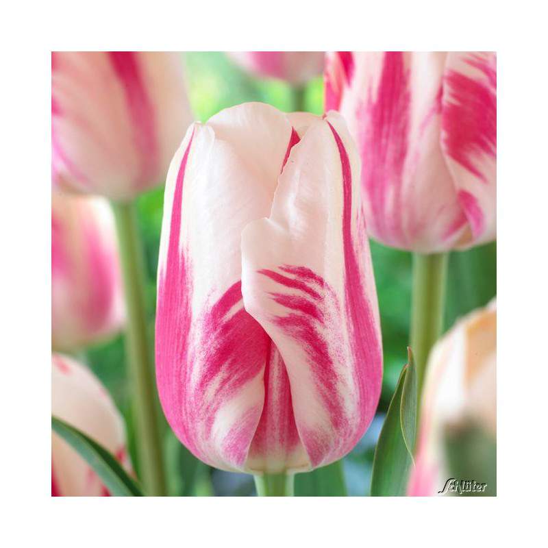 Tulipani Sorbet - 5 pezzi