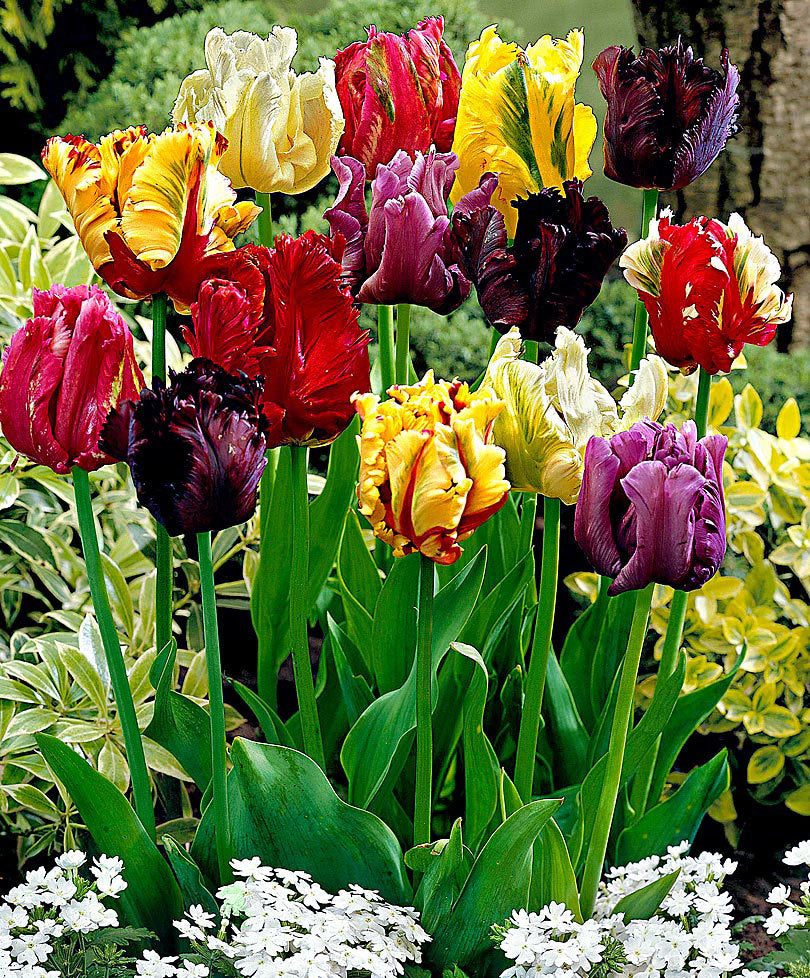 Tulipani Pappagallo Mixed - 5 pezzi
