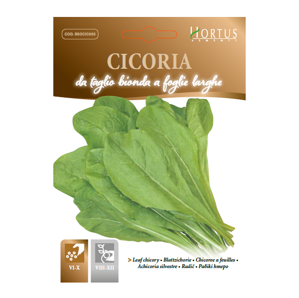 CICORIA da taglio bionda a foglie larghe