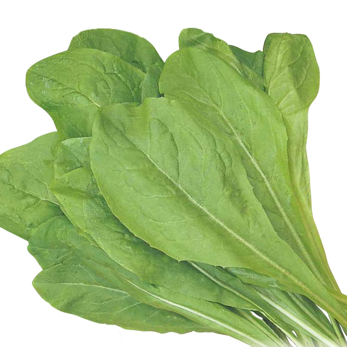 CICORIA da taglio bionda a foglie larghe