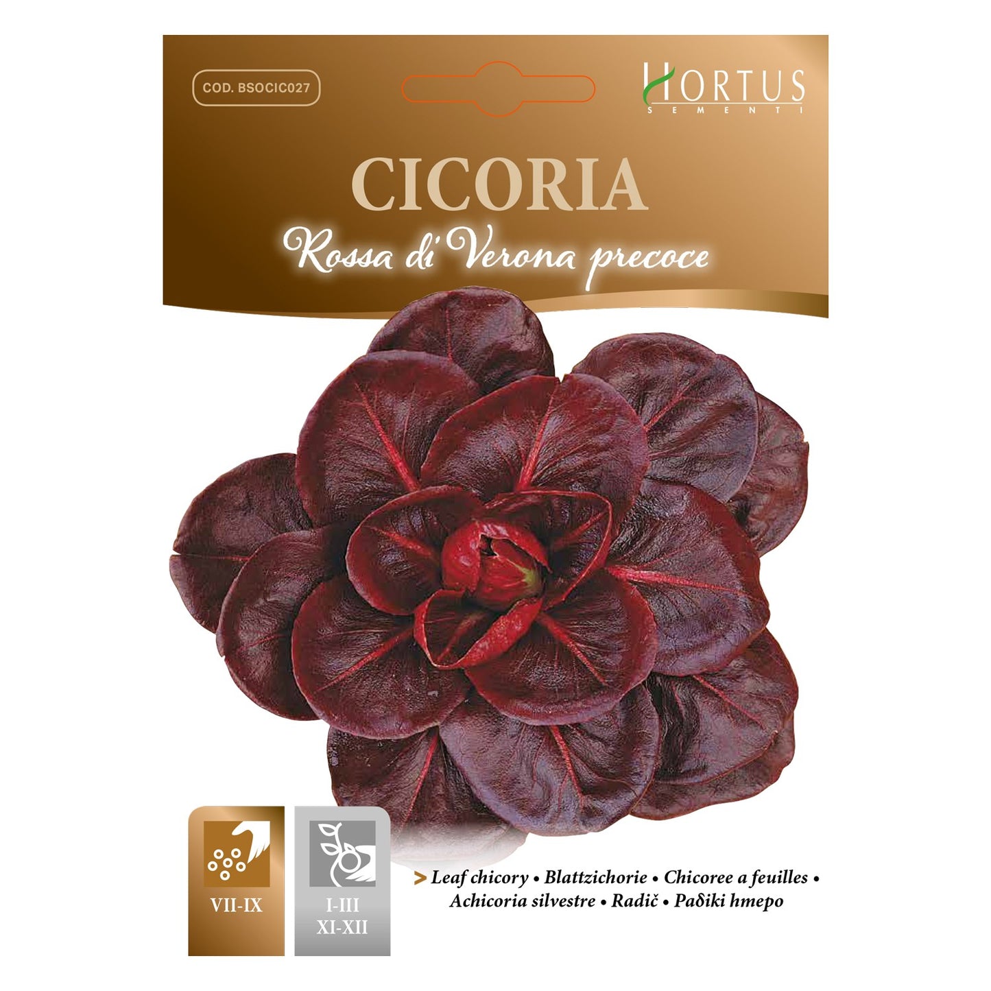 CICORIA rossa di Verona precoce