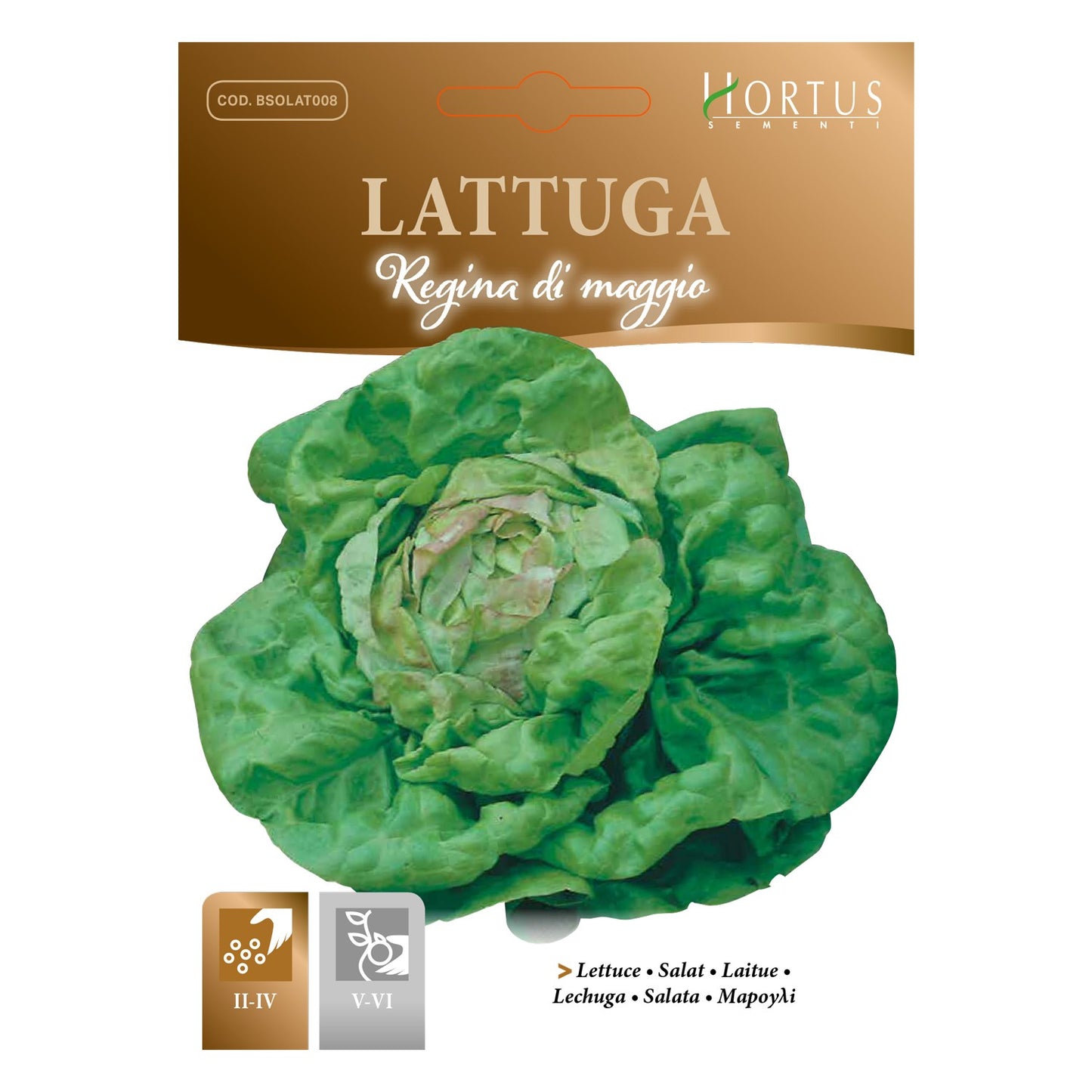 LATTUGA Regina di Maggio