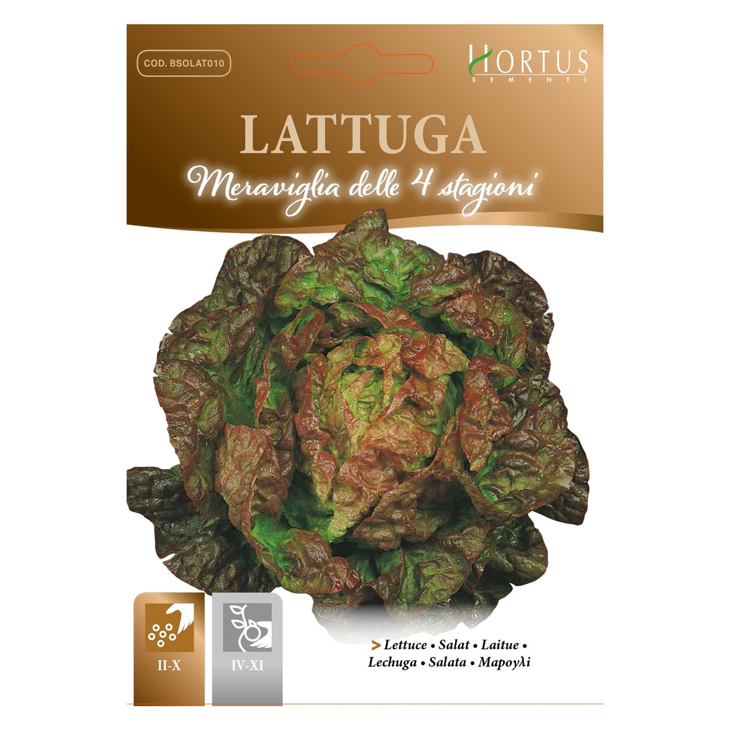 LATTUGA Meraviglia delle 4 stagioni
