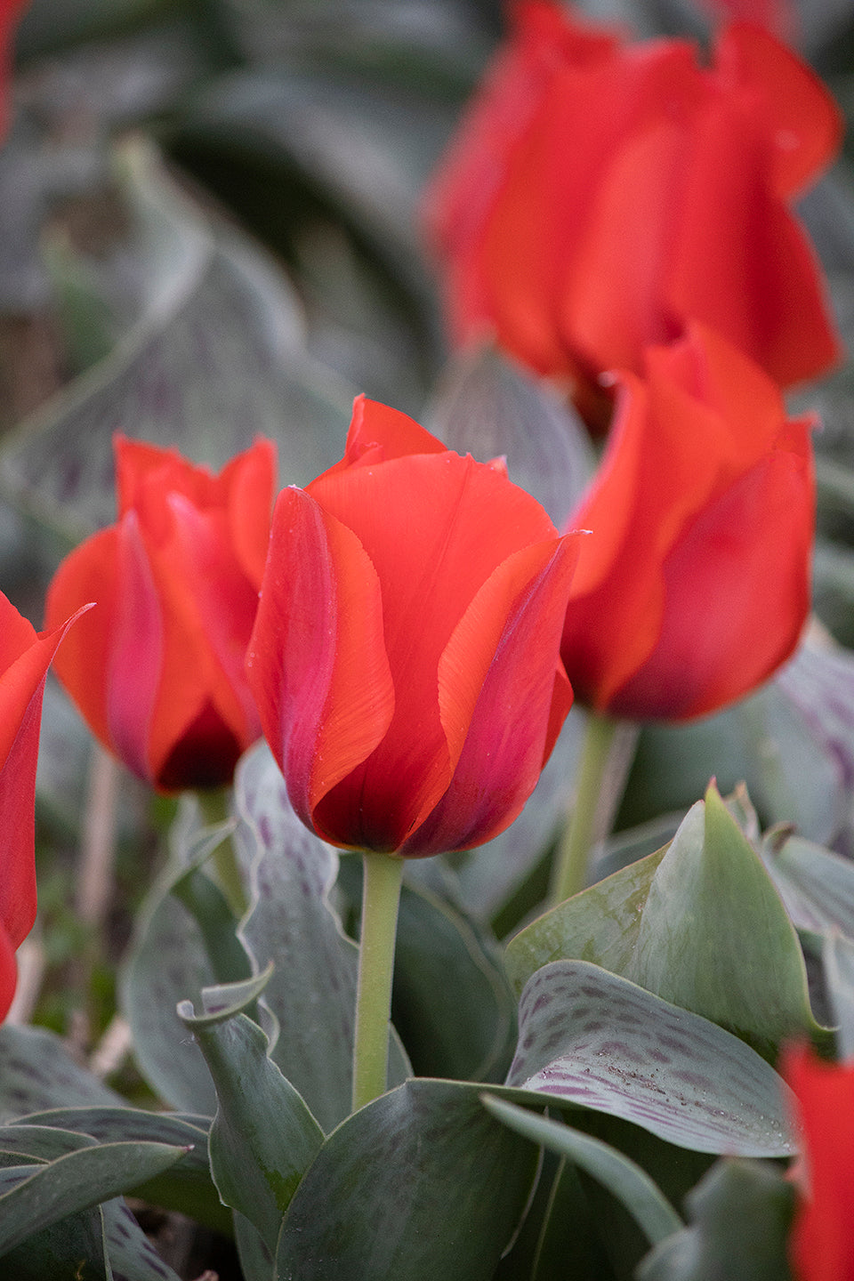 Tulipani March of time  - 5 pezzi