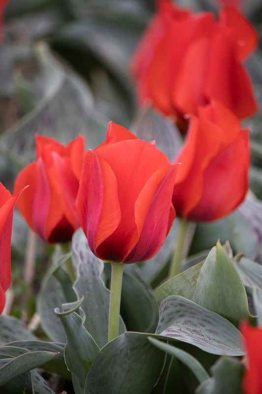Tulipani March of time  - 5 pezzi