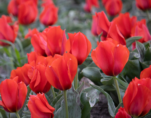 Tulipani March of time  - 5 pezzi