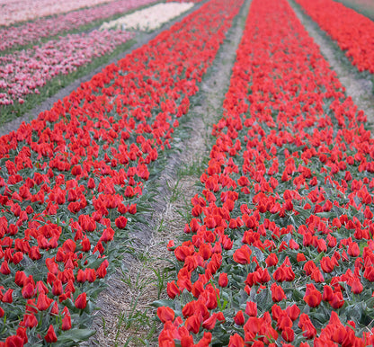 Tulipani March of time  - 5 pezzi