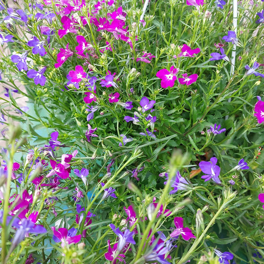 Lobelia