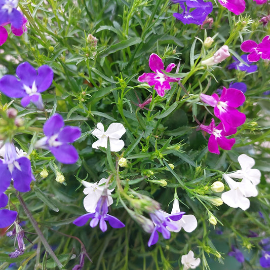 Lobelia