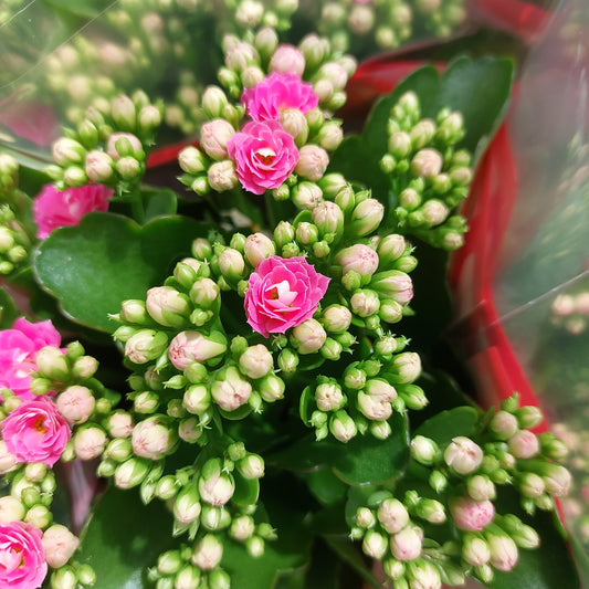 Kalanchoë