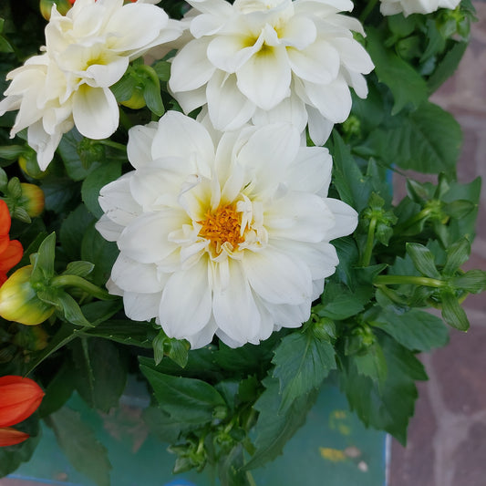 Dalia