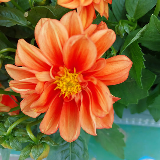 Dalia