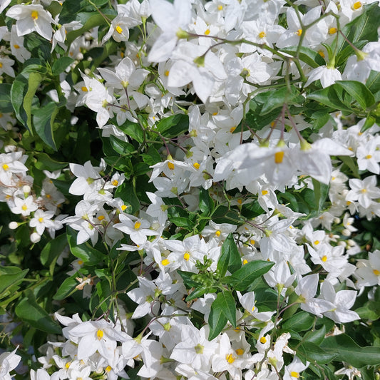 Solanum