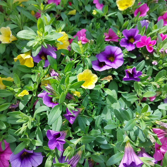 Calibrachoa