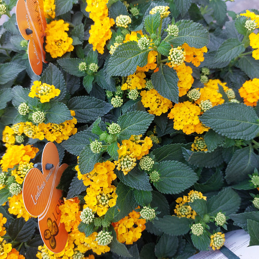 Lantana camara