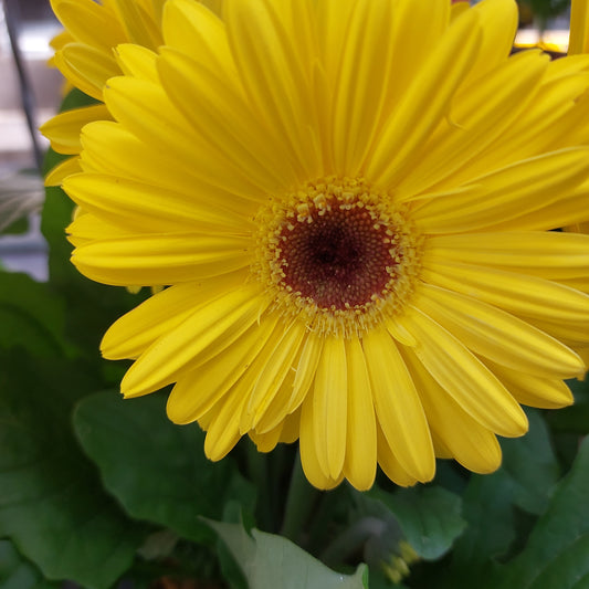Gerbera