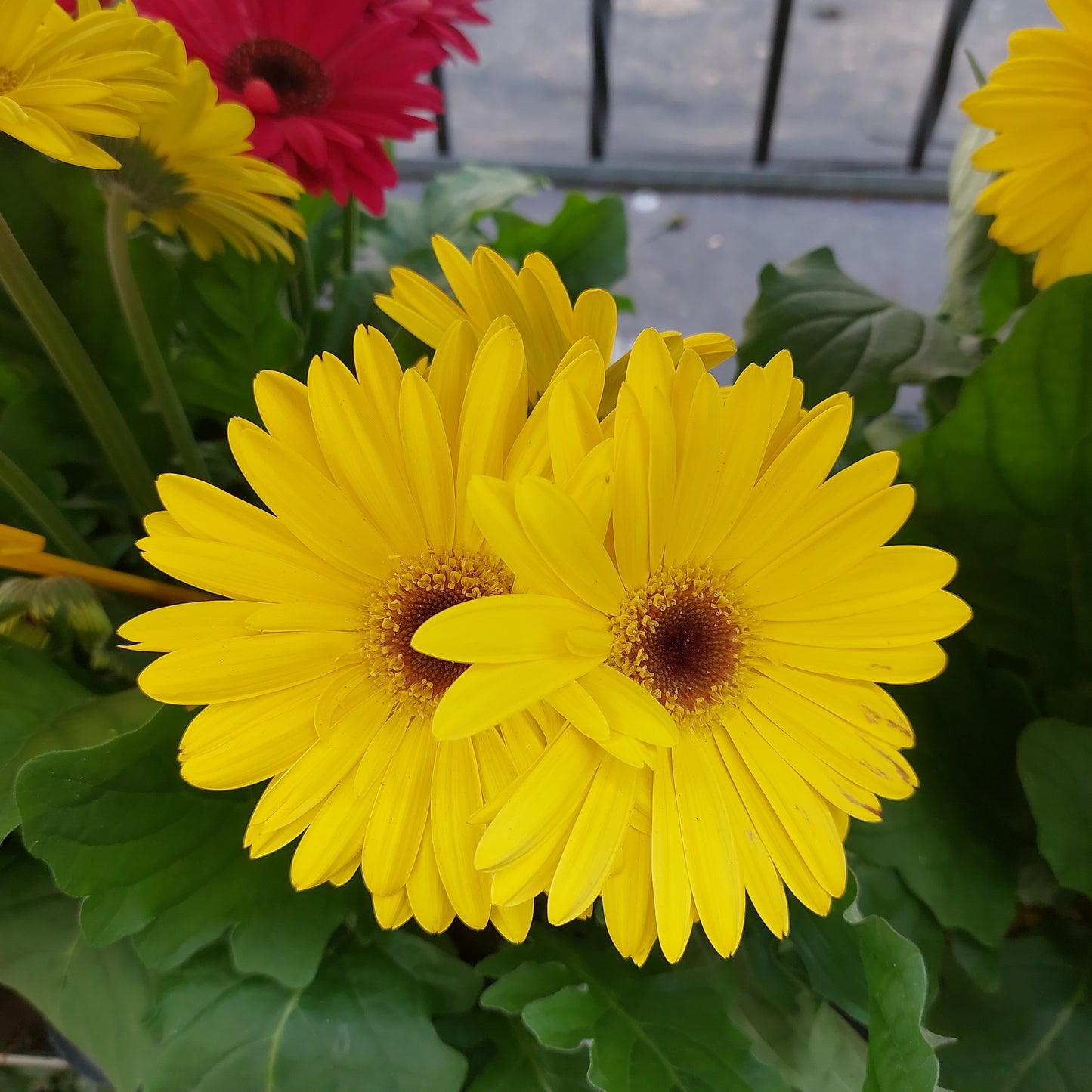 Gerbera