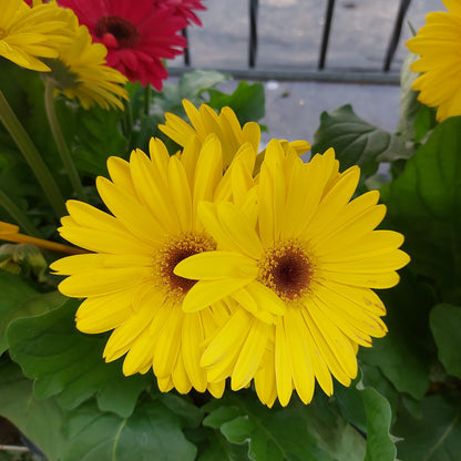 Gerbera