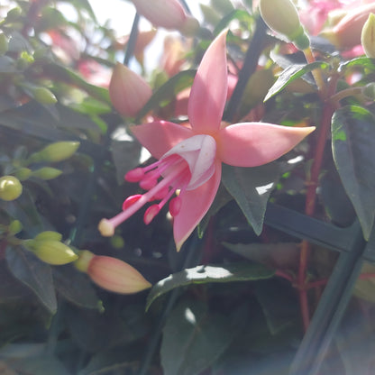 Fucsia
