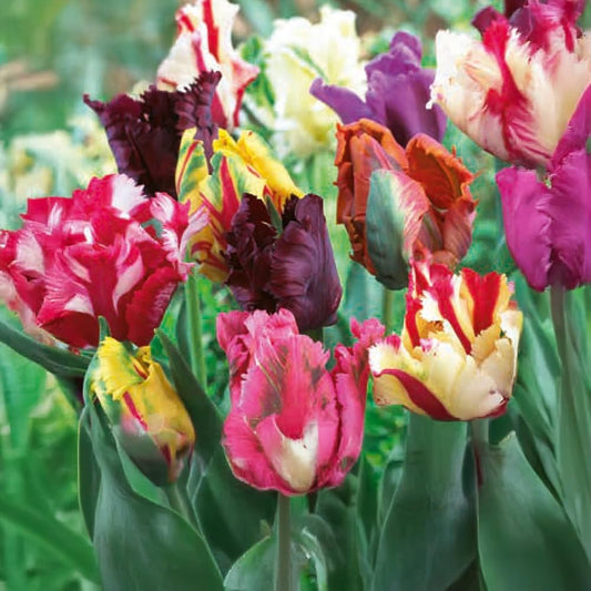 Tulipani Pappagallo Mixed - 5 pezzi