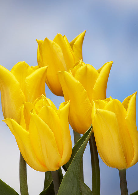 Tulipani Strong Gold - 5 pezzi