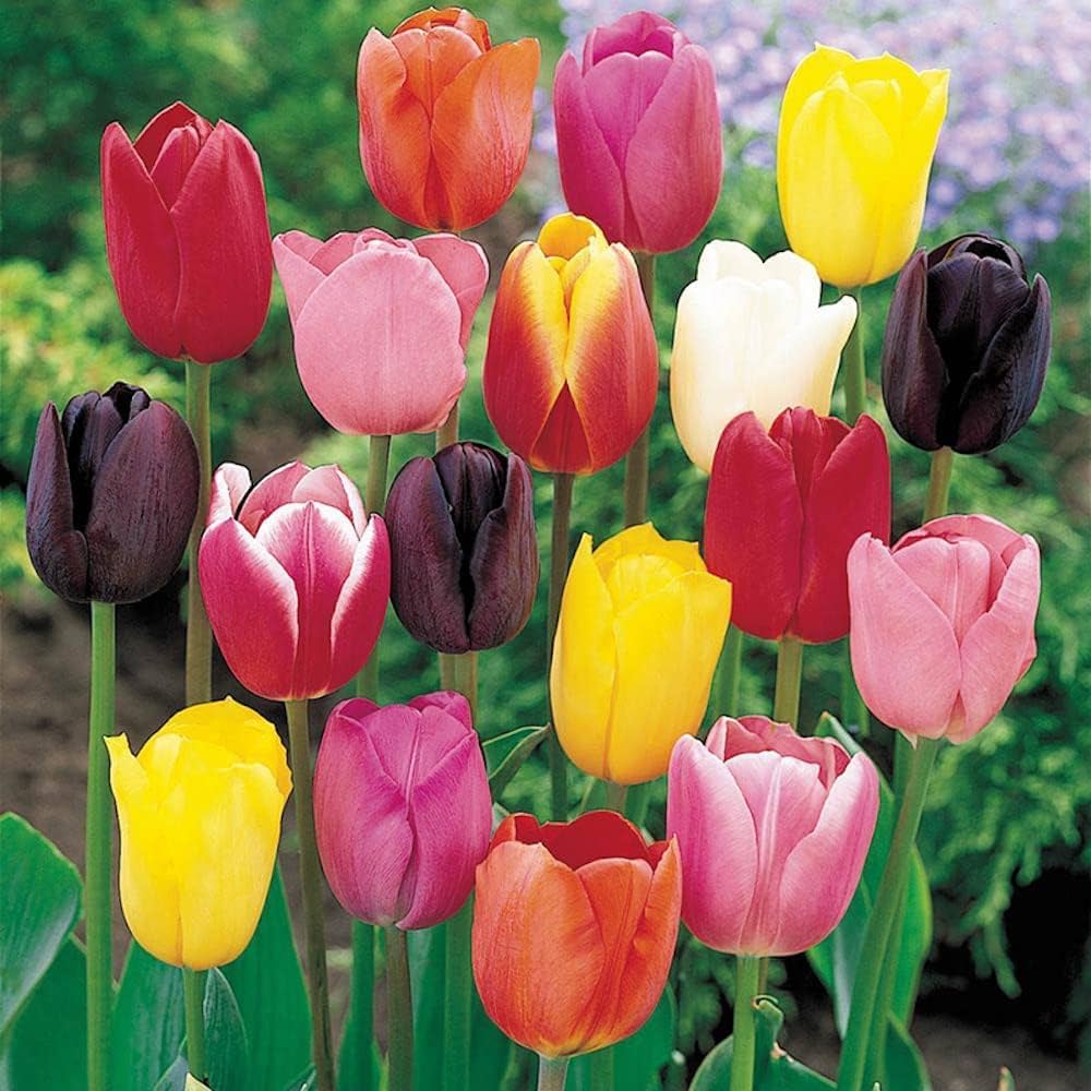 Tulipani Botanici Mixed - 5 pezzi