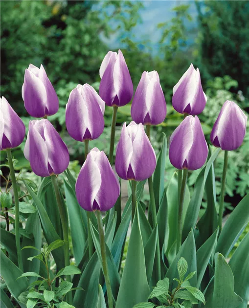 Tulipani Dreamin maid - 5 pezzi