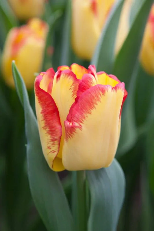 Tulipani Cape d'Or  - 5 pezzi