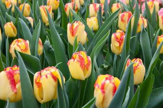 Tulipani Cape d'Or  - 5 pezzi