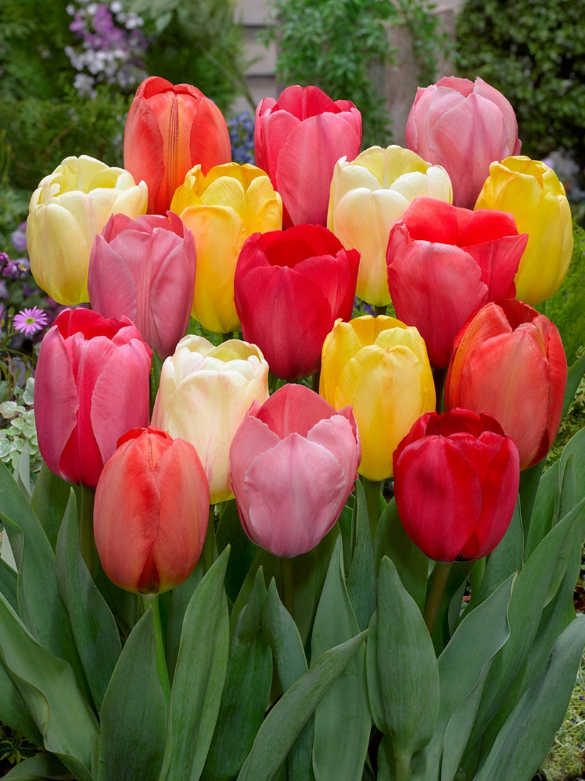 Tulipani Darwin mixed  - 25 pezzi