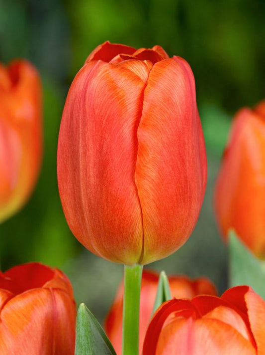 Tulipani Orange Surprise - 5 pezzi