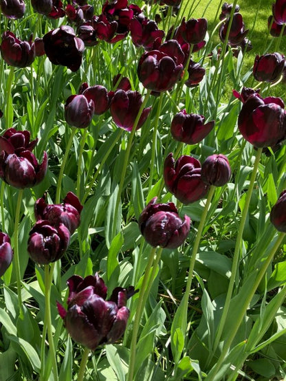 Tulipani Queen of Night - 5 pezzi