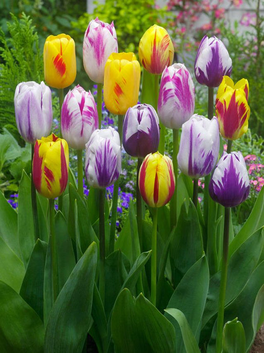 Tulipani Rembrant Mixed - 5 pezzi