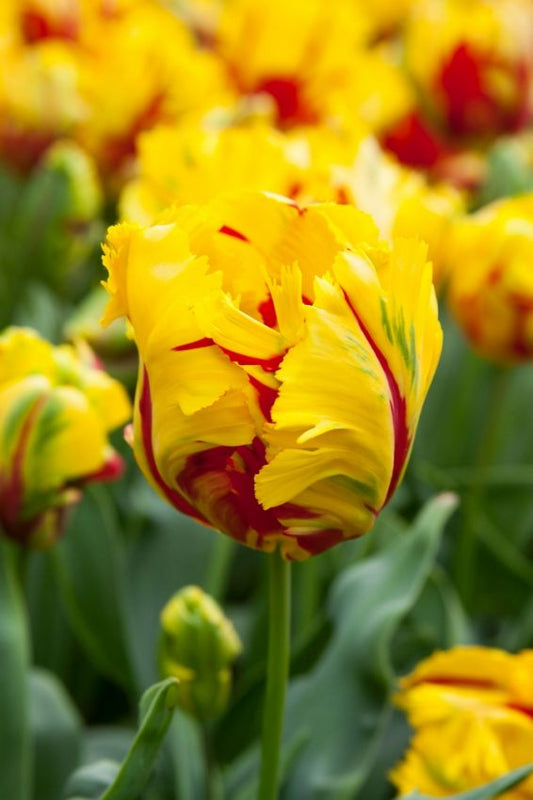 Tulipani Texas Flame - 5 pezzi