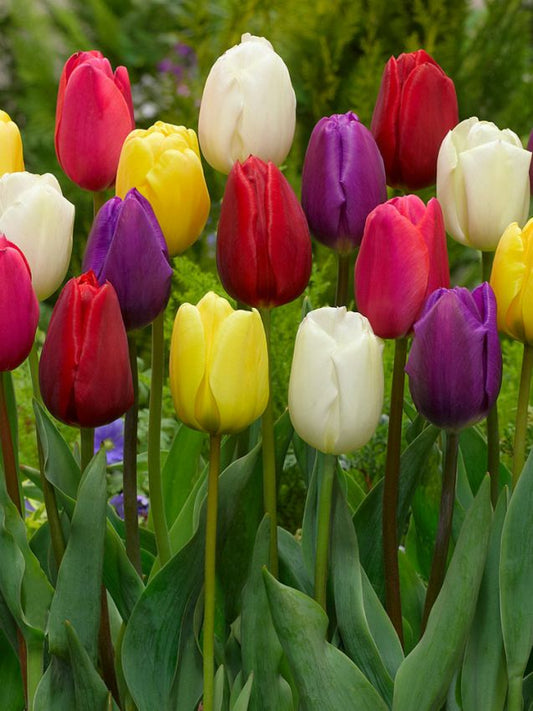 Tulipani Mixed - 5 pezzi