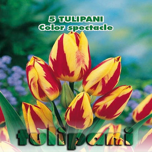 Tulipani Color Spectacle  - 5 pezzi