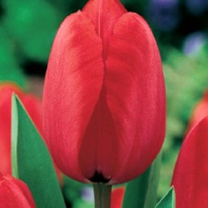 Tulipani Red Georgette - 5 pezzi