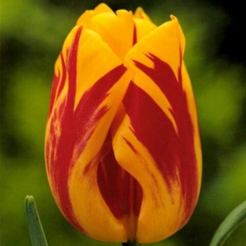 Tulipani Color Spectacle  - 5 pezzi