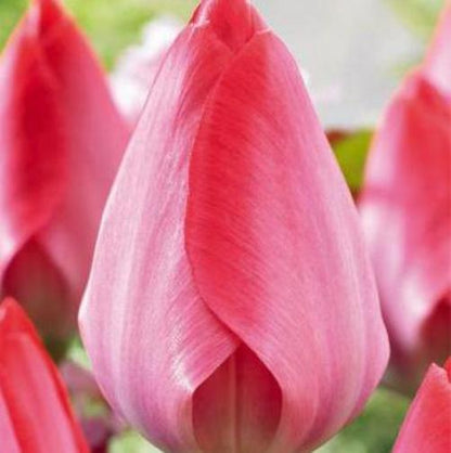 Tulipani Toronto - 5 pezzi