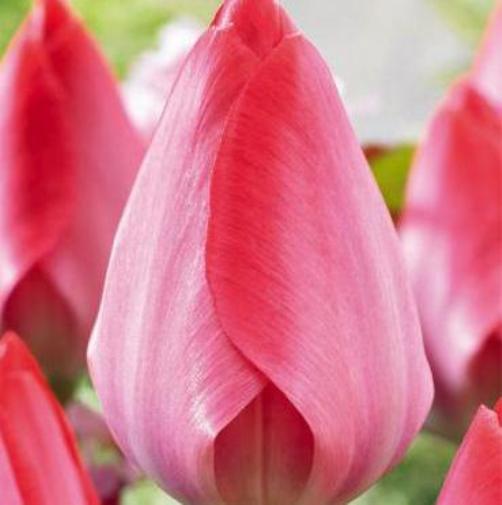 Tulipani Toronto - 5 pezzi