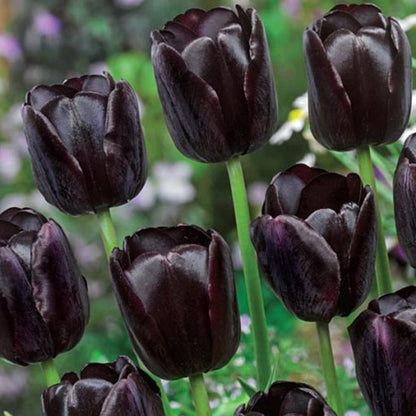 Tulipani Queen of Night - 5 pezzi