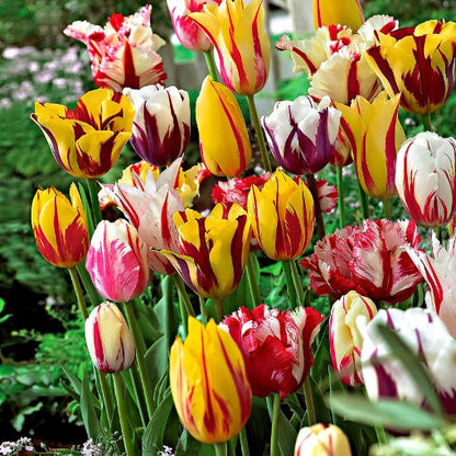 Tulipani Rembrant Mixed - 5 pezzi