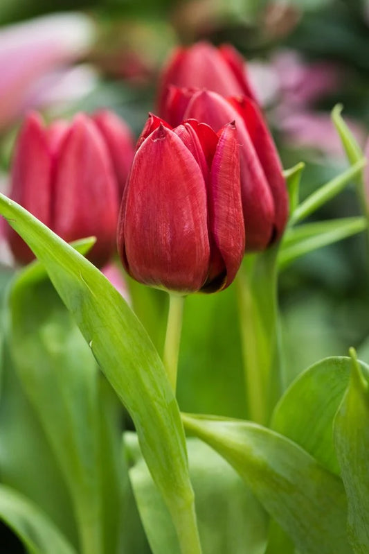 Tulipani Seadov - 5 pezzi