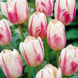 Tulipani Sorbet - 5 pezzi