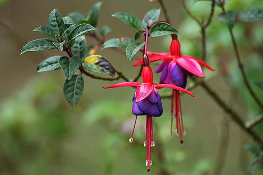 Fucsia