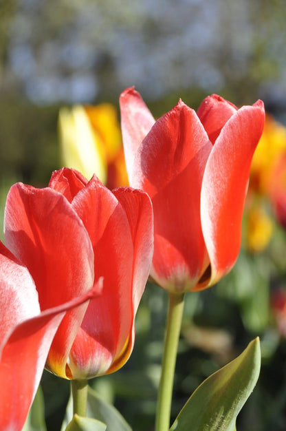 Tulipani Czaar Peter  - 5 pezzi
